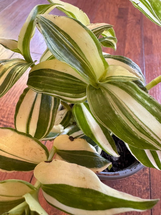 tradescantia albovittata in 4 inch pot with green and white striped leaves