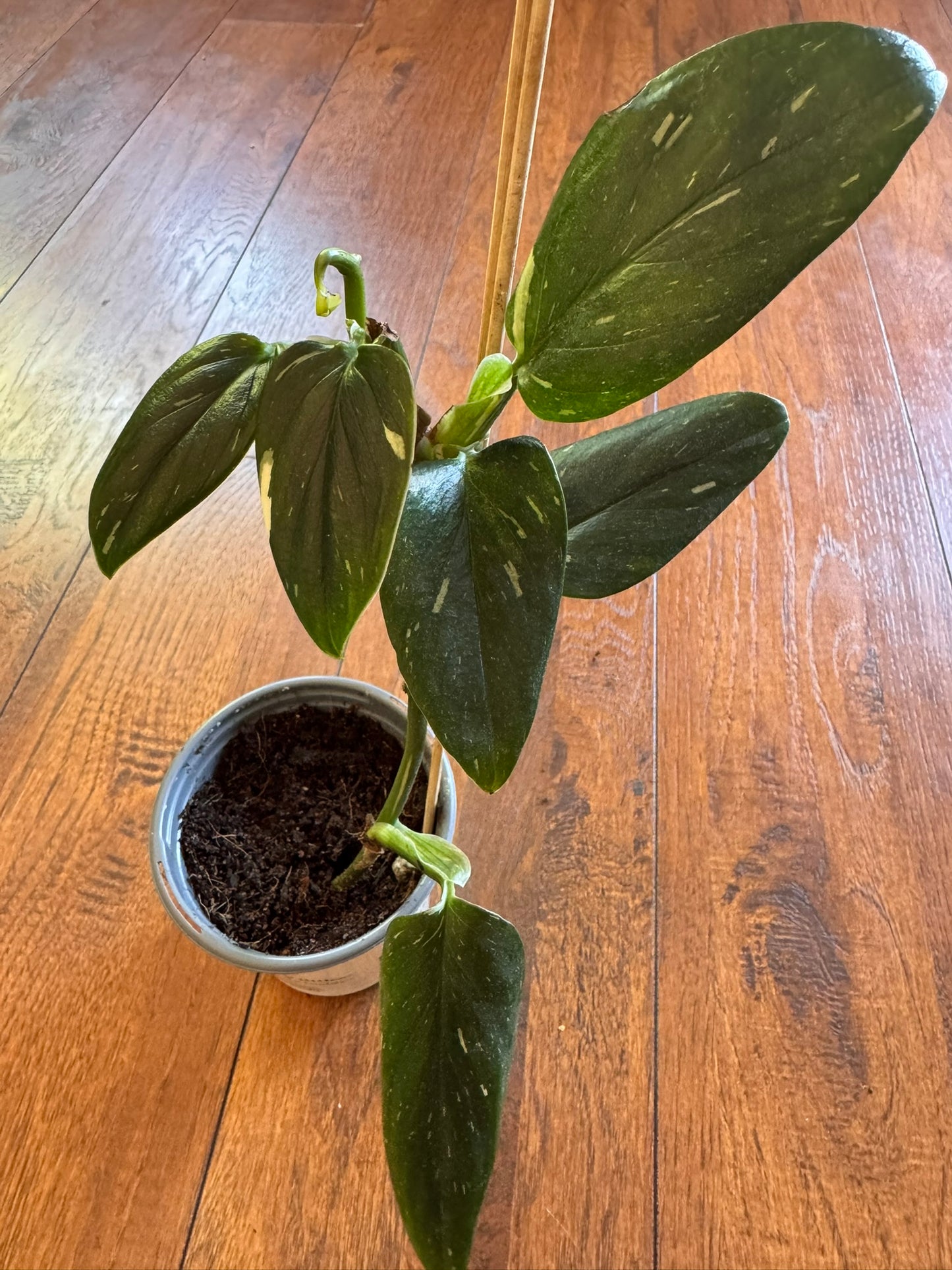 monstera standleyana albo in 4 inch pot with green leaves and white variegation