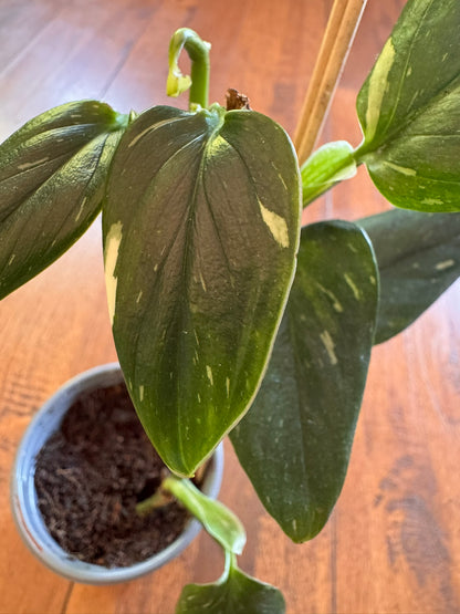monstera standleyana albo in 4 inch pot with green leaves and white variegation