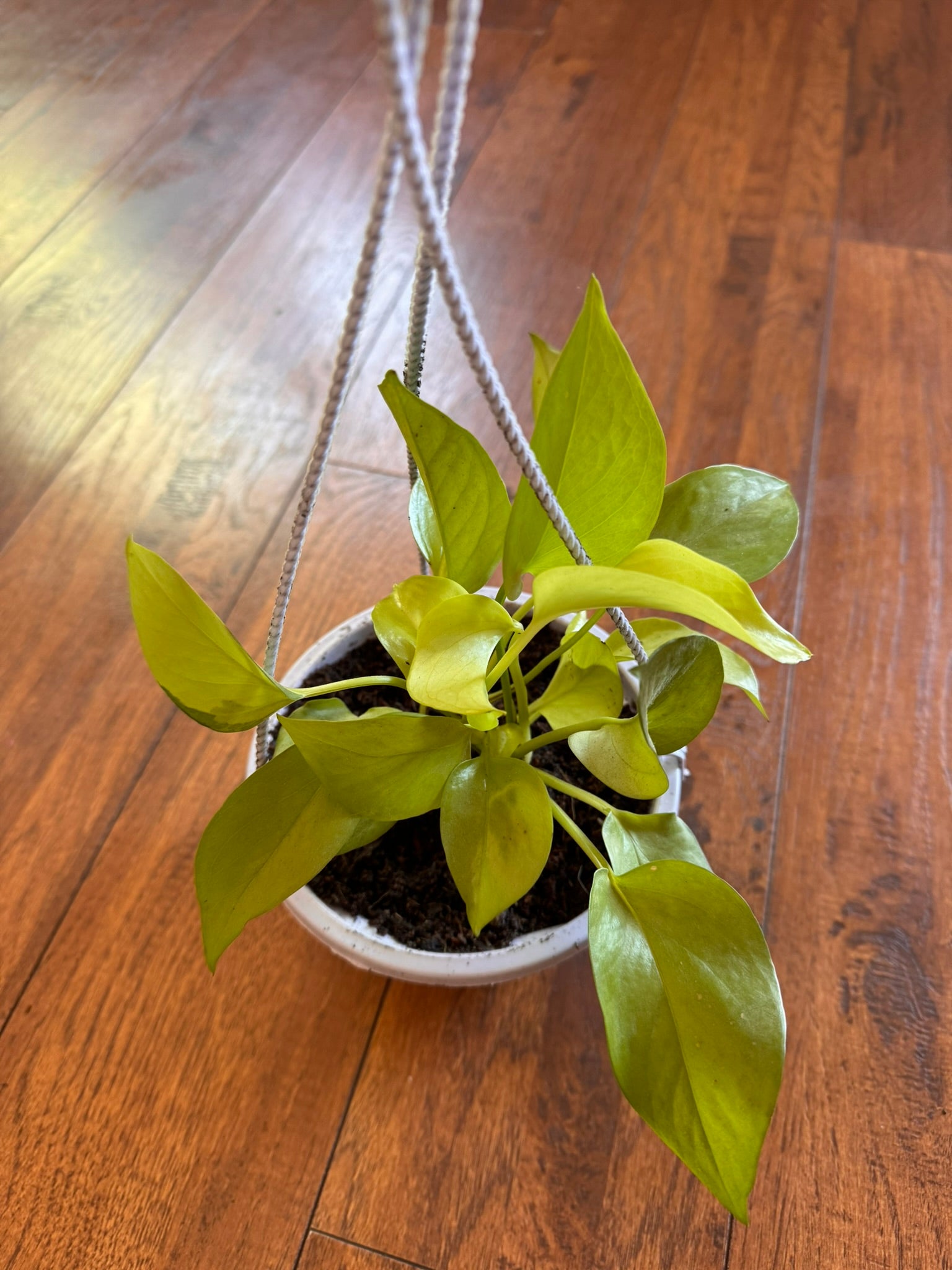 neon pothos in 5 inch hanging basket with bright lime green trailing leaves
