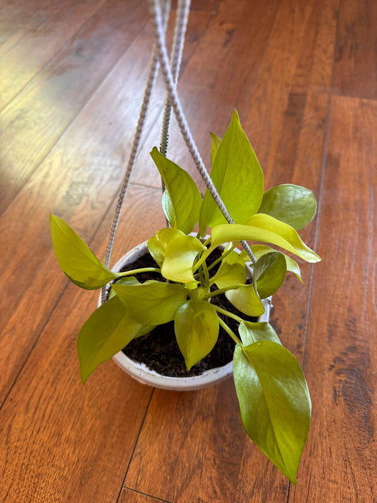 neon pothos in 5 inch hanging basket with bright lime green trailing leaves