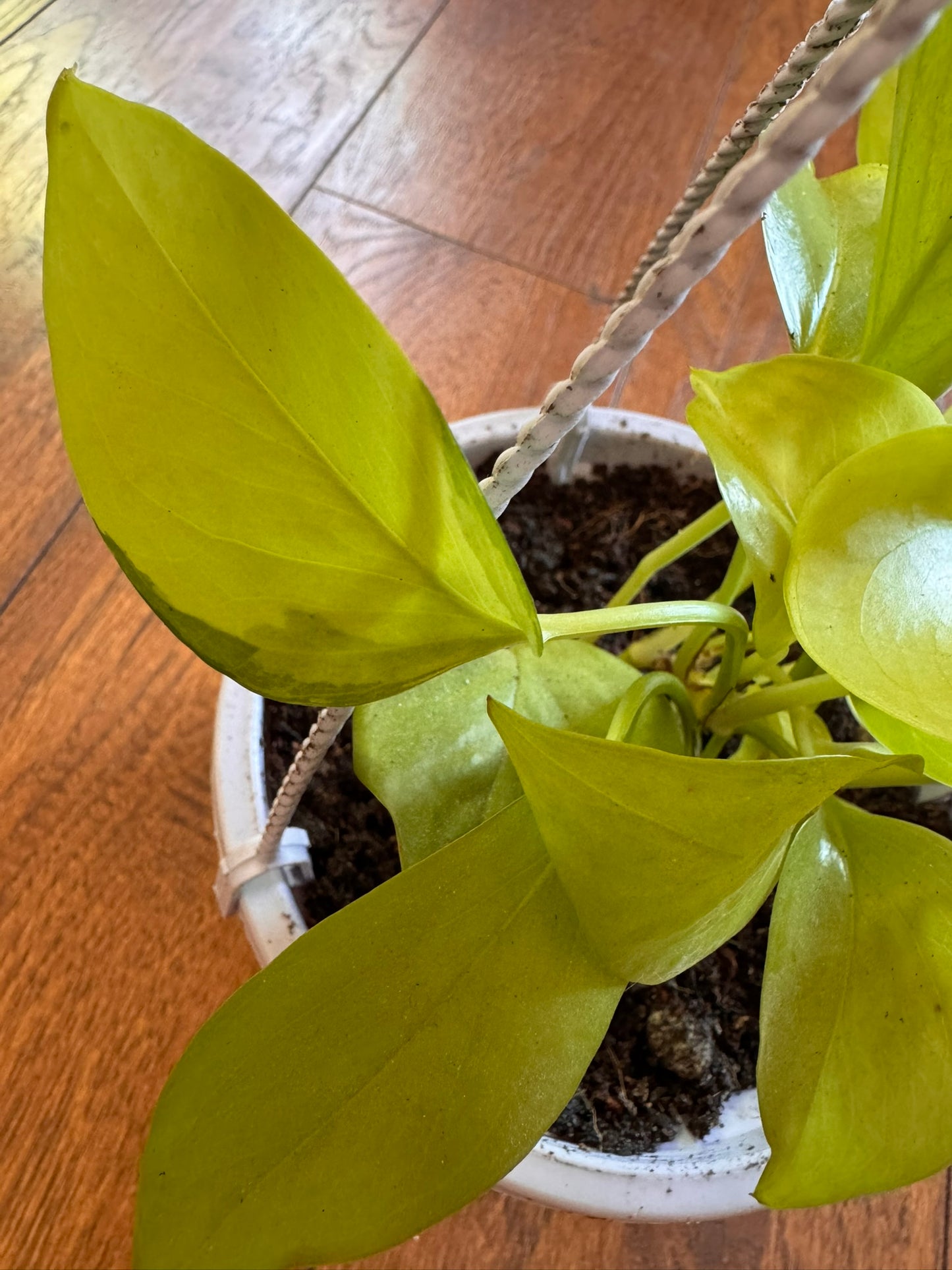 neon pothos in 5 inch hanging basket with bright lime green trailing leaves