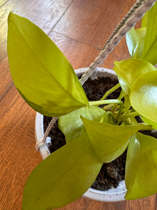 neon pothos in 5 inch hanging basket with bright lime green trailing leaves
