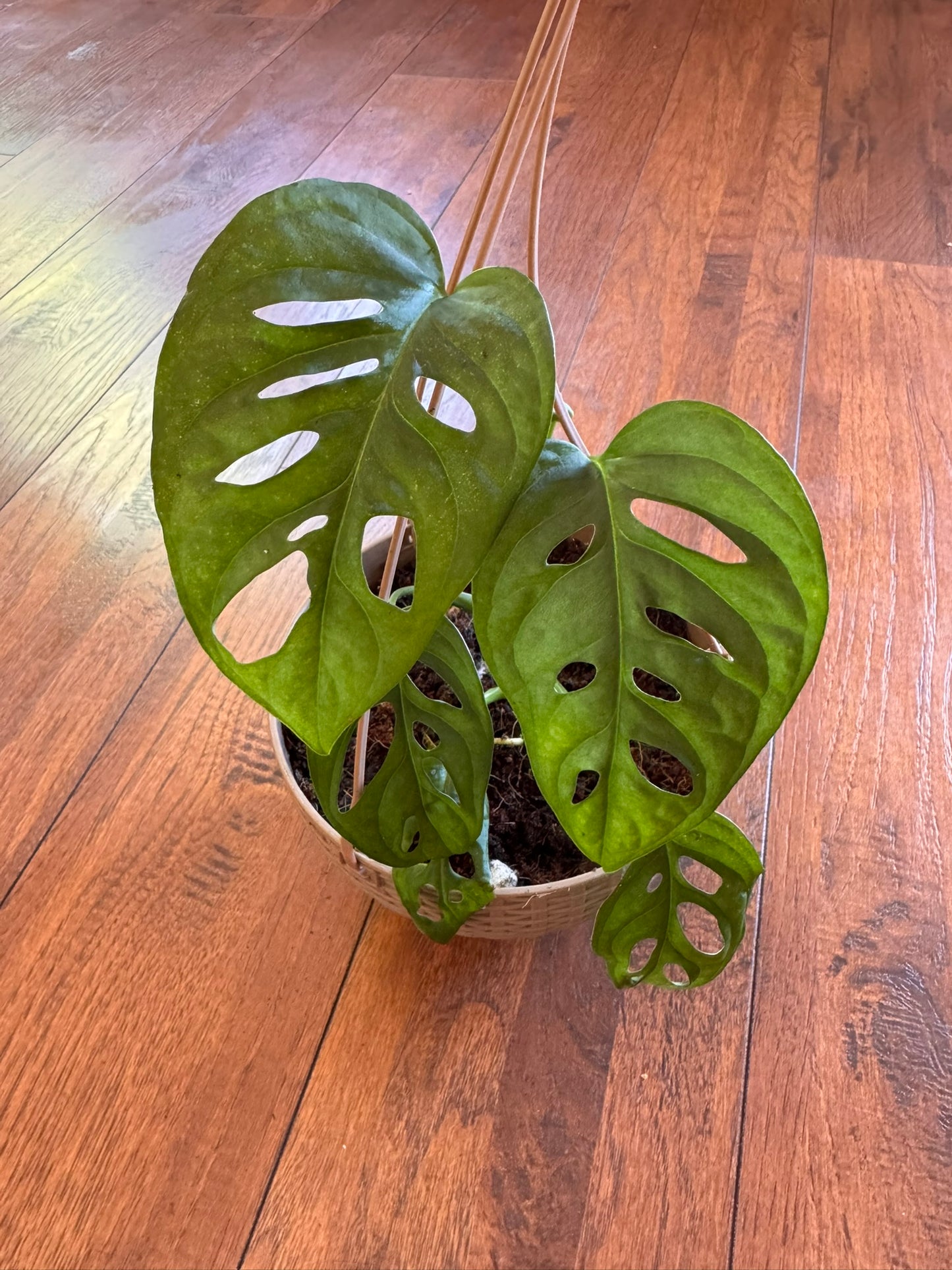 monstera adansonii in 5 inch hanging basket with trailing green leaves featuring natural holes