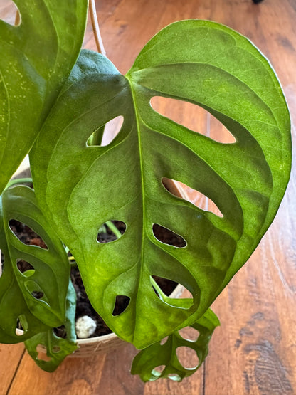 monstera adansonii in 5 inch hanging basket with trailing green leaves featuring natural holes