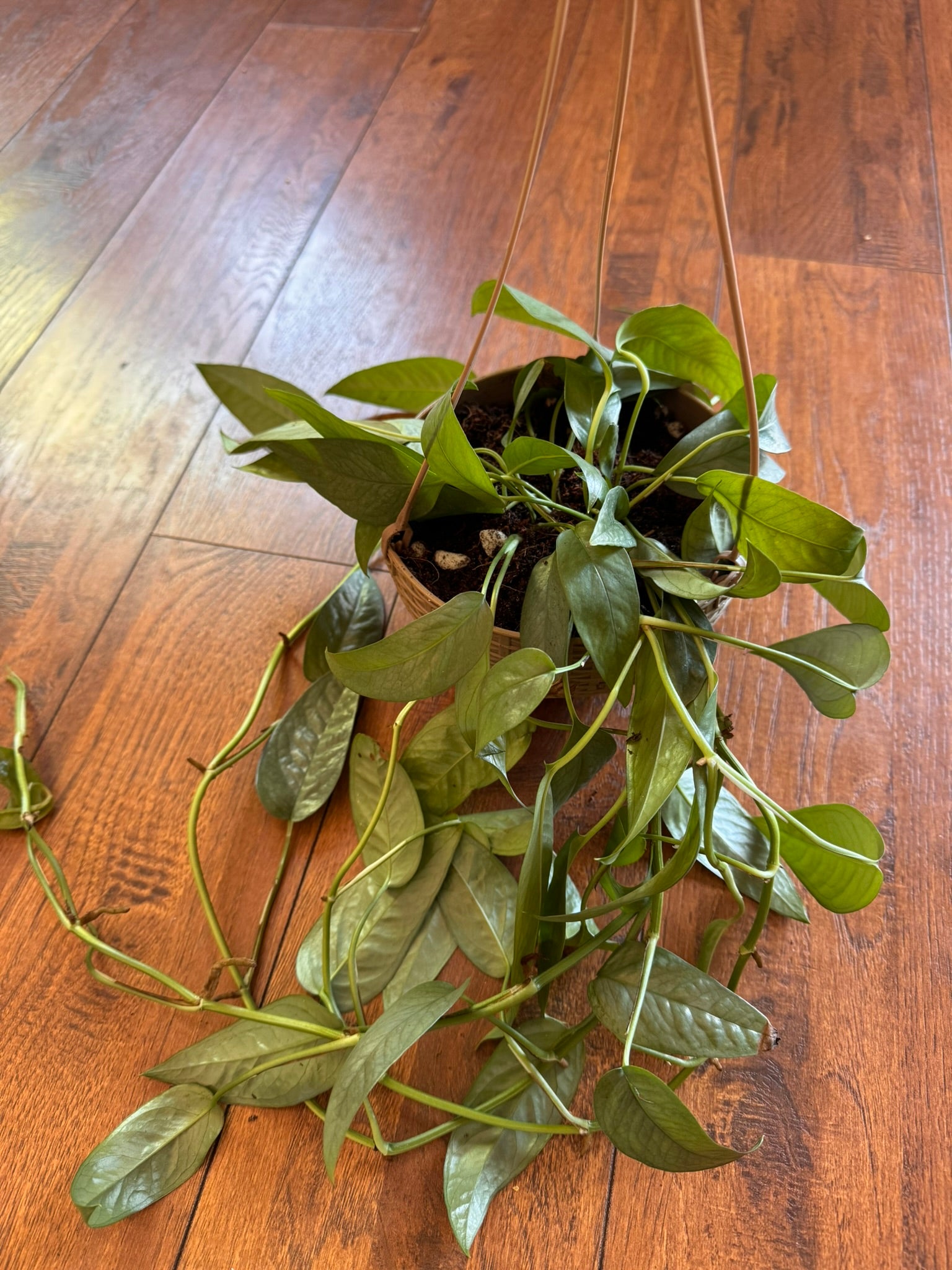 cebu blue pothos in 5 inch hanging basket with blue green trailing leaves