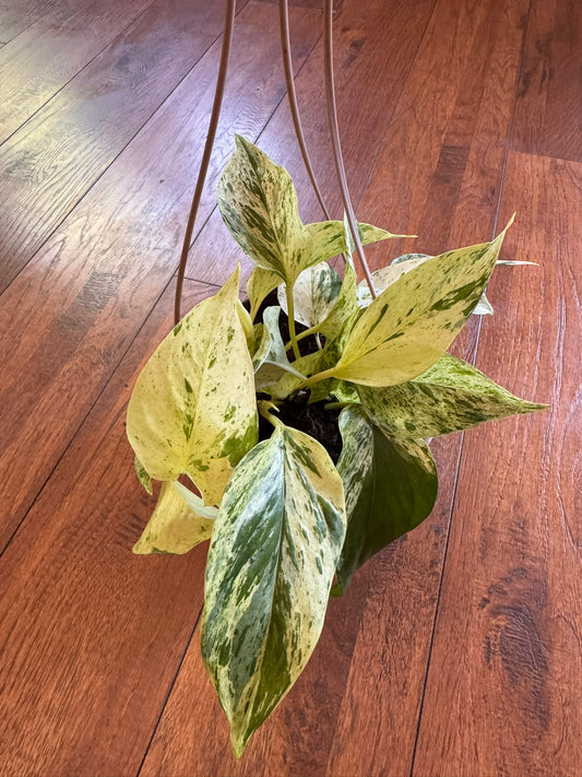 snow queen pothos in 5 inch hanging basket with white and green trailing leaves