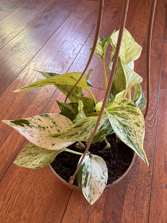 snow queen pothos in 5 inch hanging basket with white and green trailing leaves