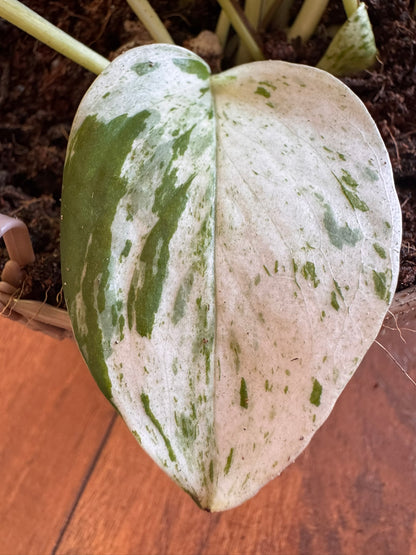 snow queen pothos in 5 inch hanging basket with white and green trailing leaves