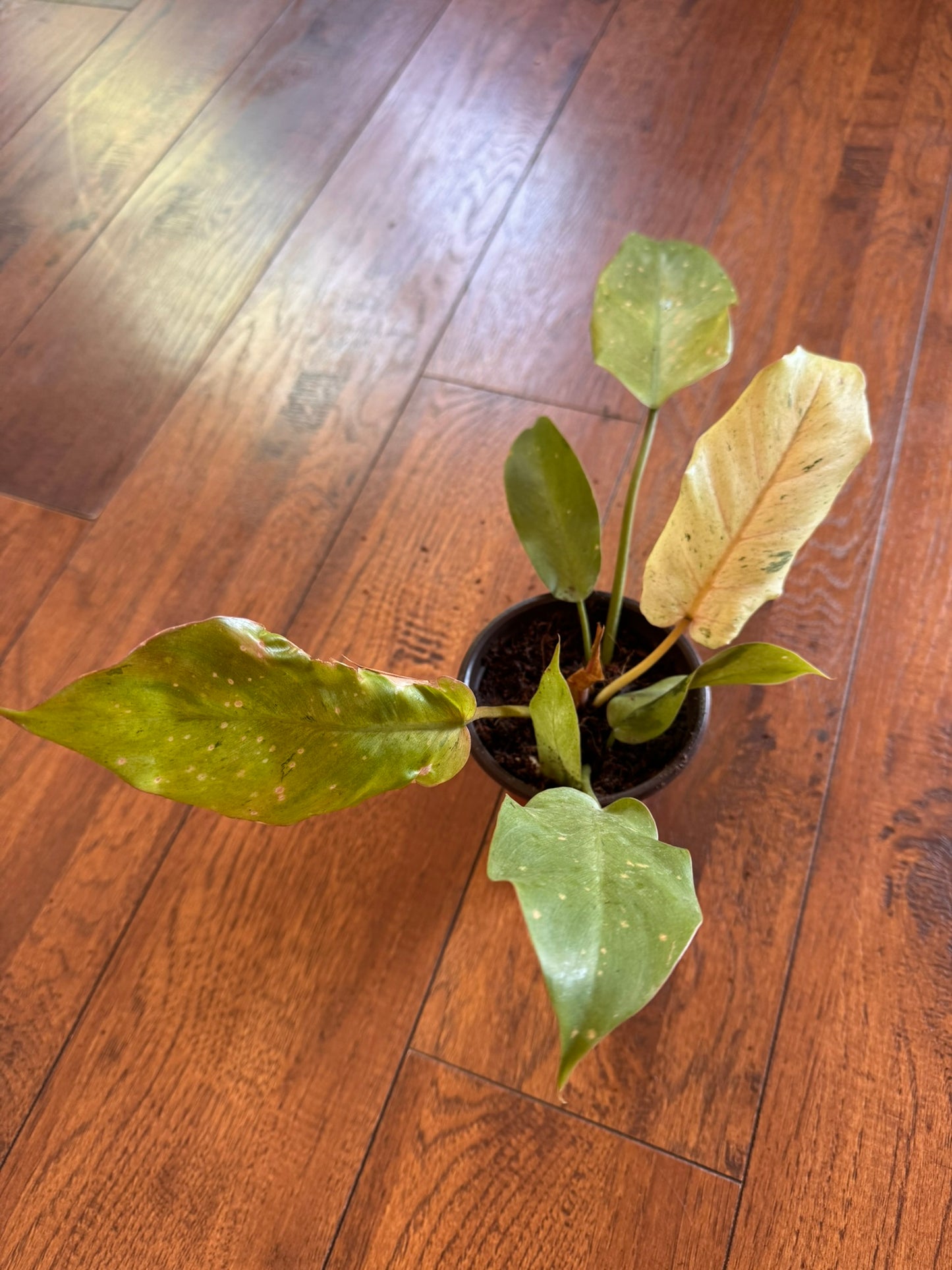 philodendron snowdrift in 4 inch pot with green leaves marbled in creamy white