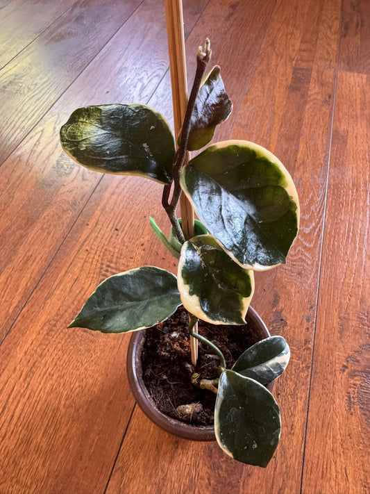 hoya krimson queen in 4 inch pot with green leaves edged in white
