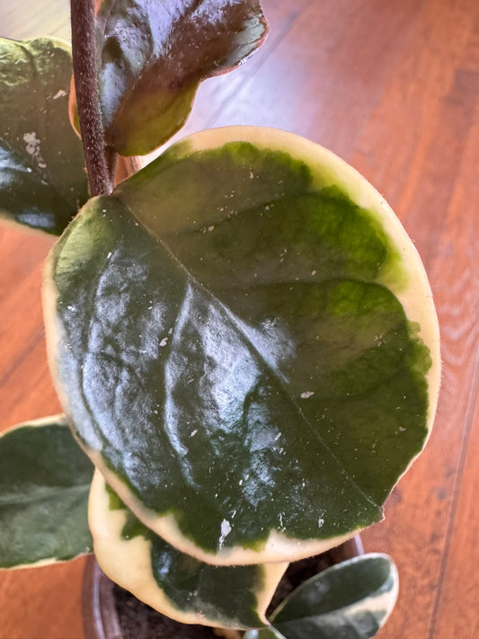 hoya krimson queen in 4 inch pot with green leaves edged in white