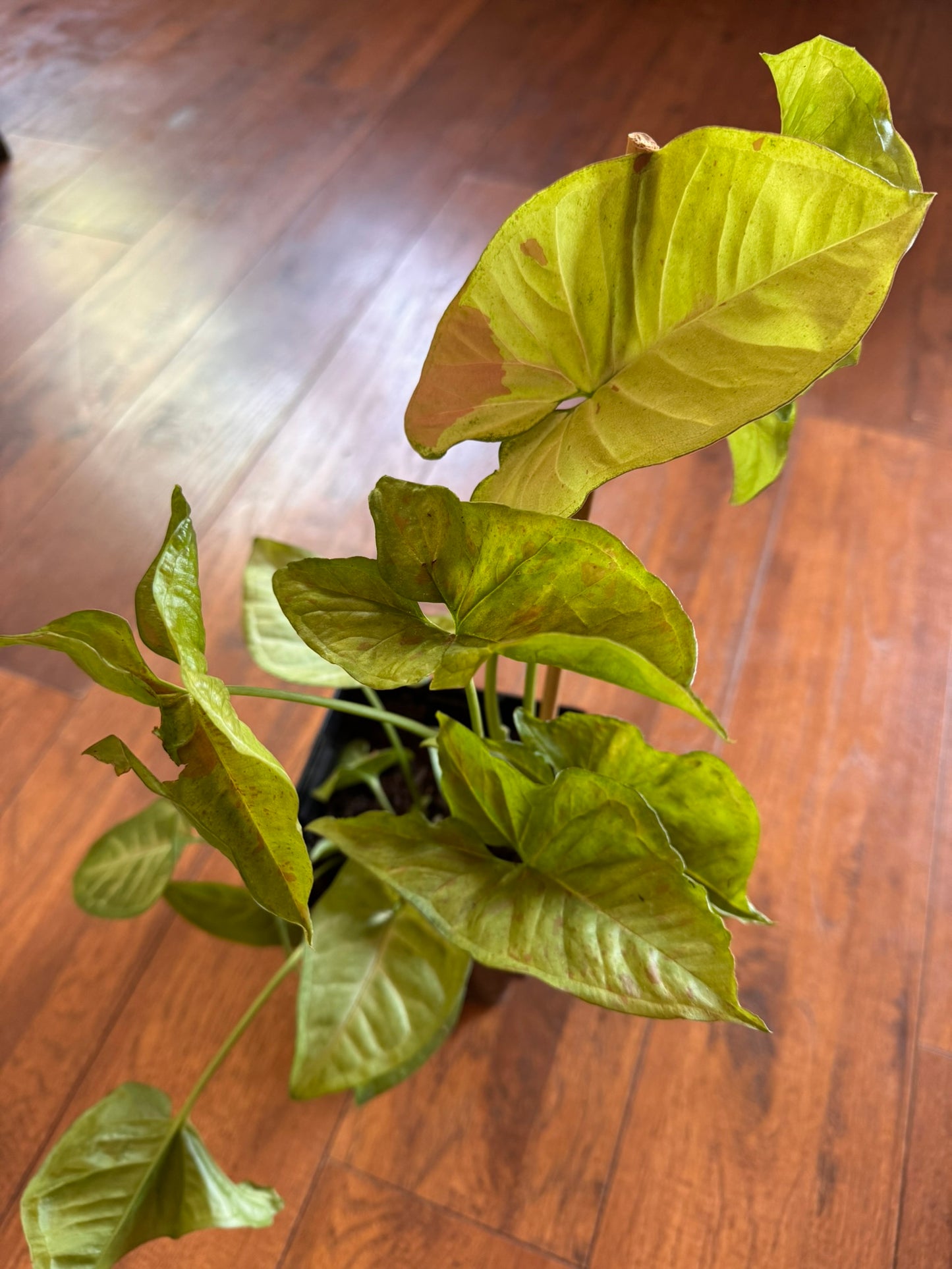 syngonium confetti in 6 inch pot with green leaves speckled in pink