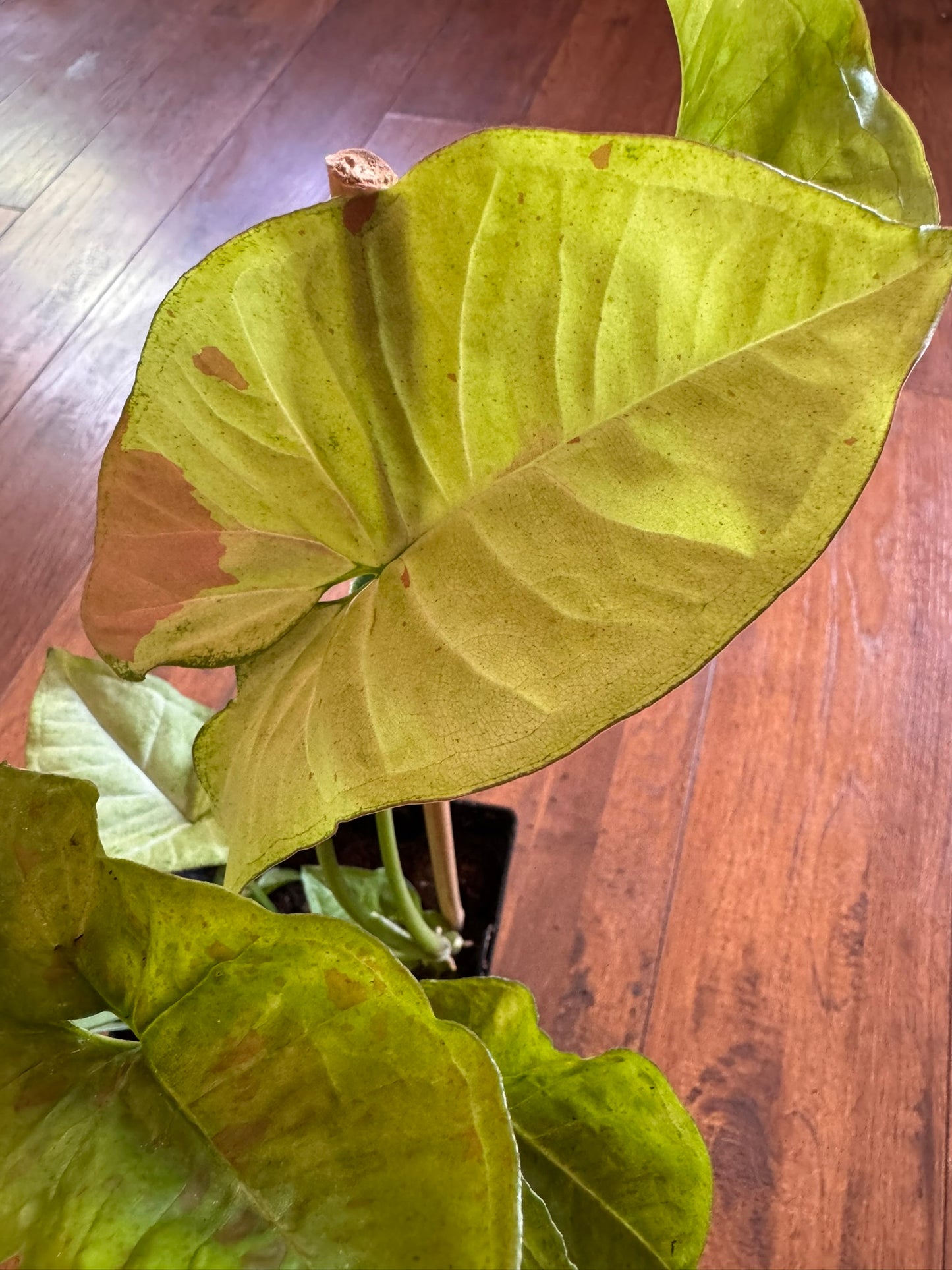 syngonium confetti in 6 inch pot with green leaves speckled in pink