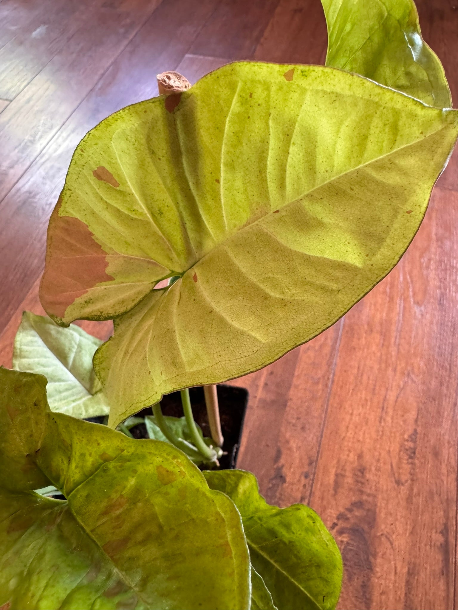 syngonium confetti in 6 inch pot with green leaves speckled in pink