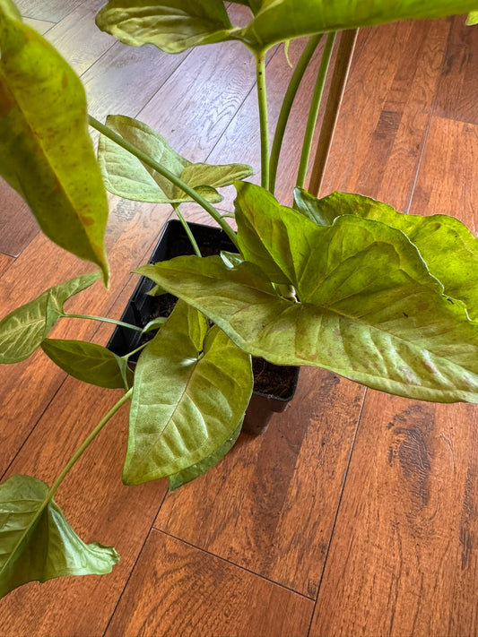 syngonium confetti in 6 inch pot with green leaves speckled in pink