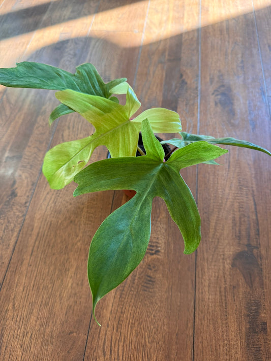 philodendron florida ghost in 4 inch pot with pale mint and white lobed leaves