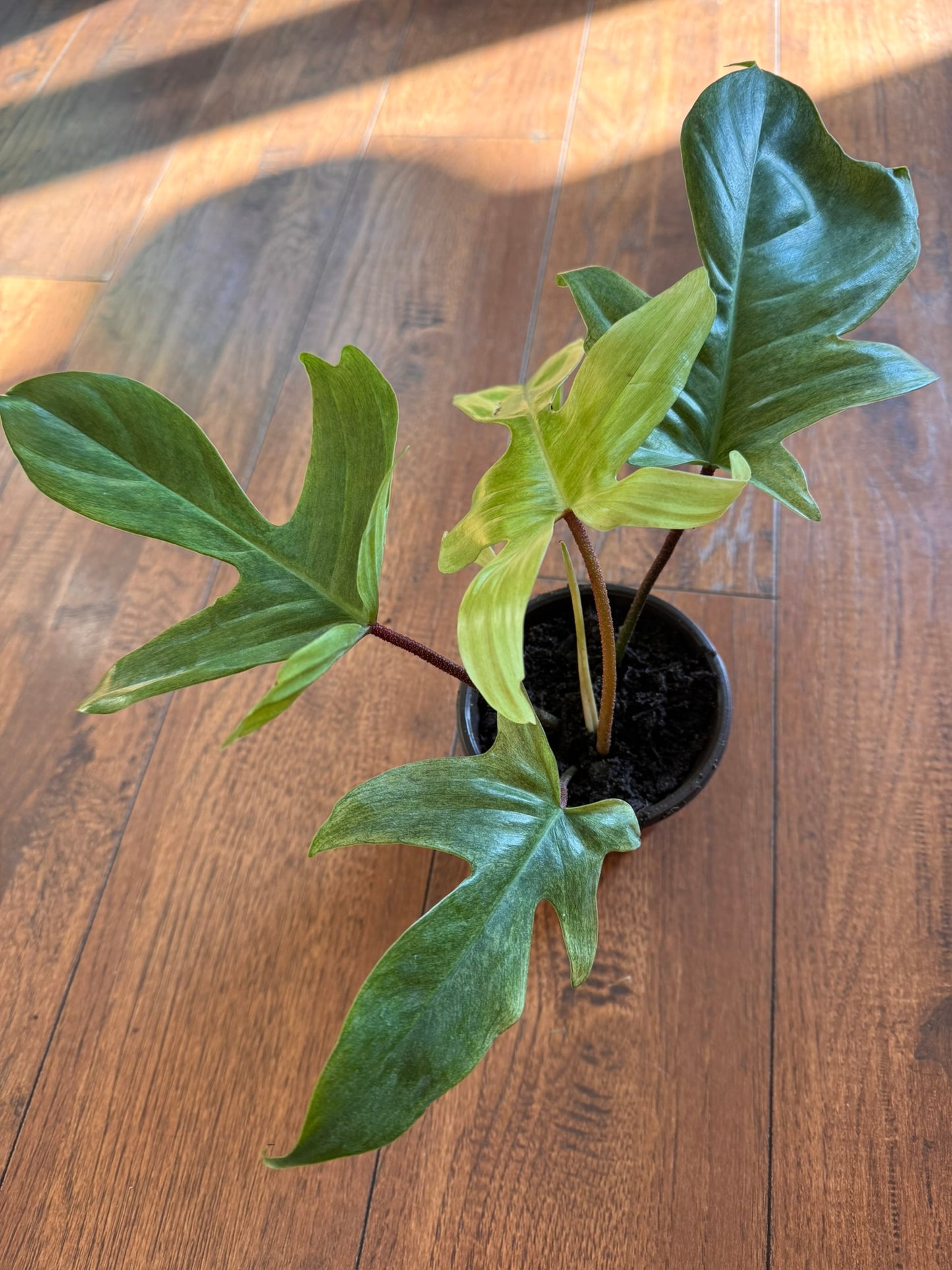philodendron florida ghost in 4 inch pot with pale mint and white lobed leaves