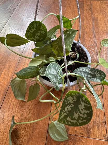 scindapsus pictus in 5 inch hanging basket with silver patterned trailing leaves