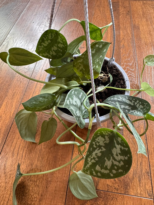 scindapsus pictus in 5 inch hanging basket with silver patterned trailing leaves