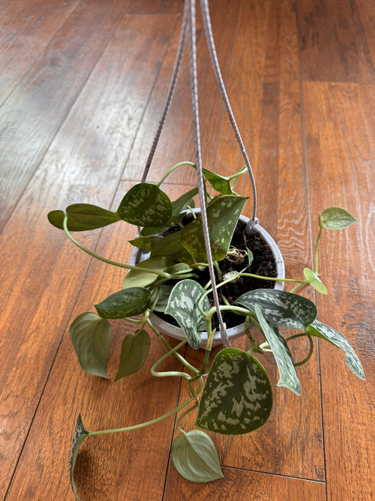 scindapsus pictus in 5 inch hanging basket with silver patterned trailing leaves