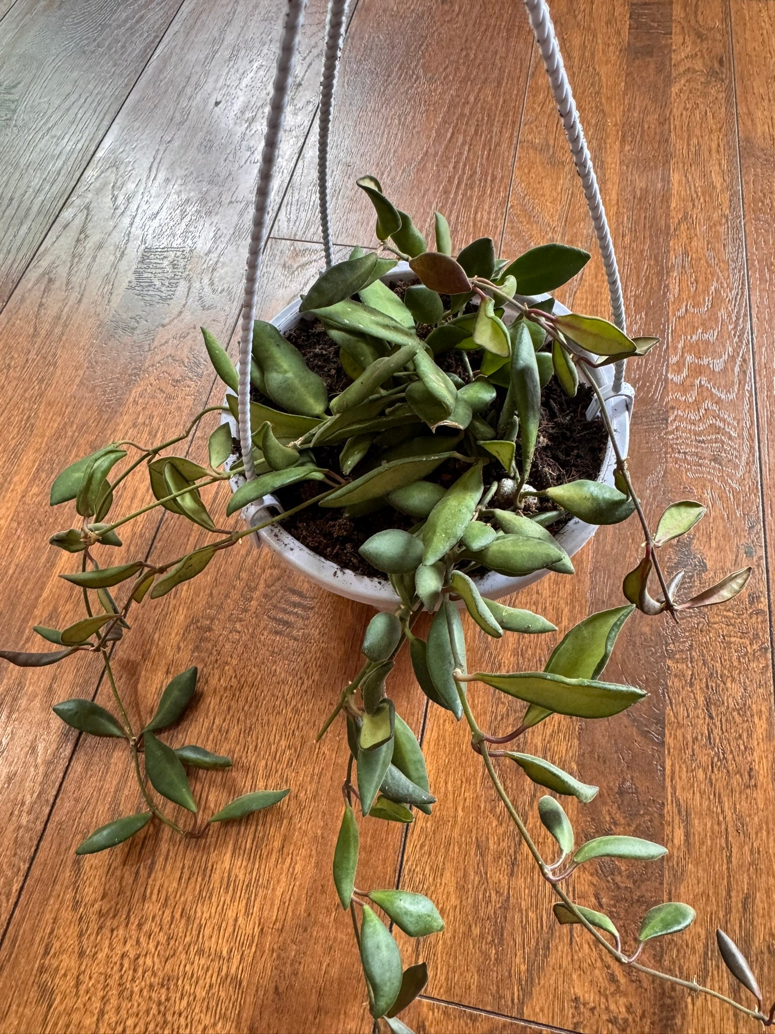 hoya burtonaie in 5 inch hanging basket with trailing green foliage