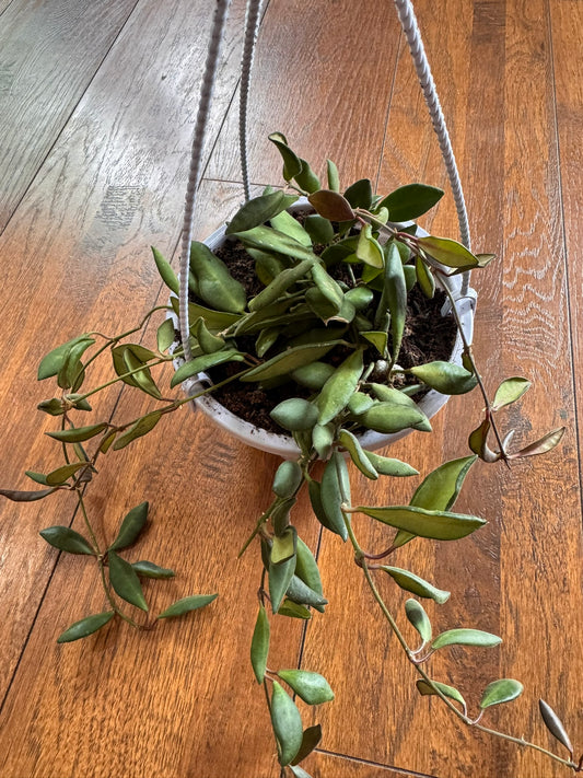 hoya burtonaie in 5 inch hanging basket with trailing green foliage