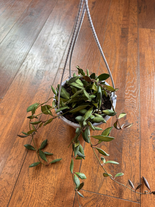 hoya burtonaie in 5 inch hanging basket with trailing green foliage