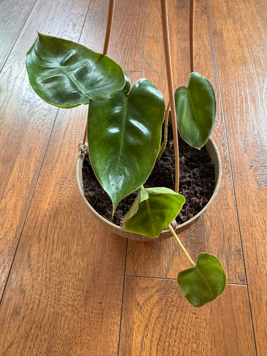 philodendron burle marx in 5 inch hanging basket with elongated green leaves