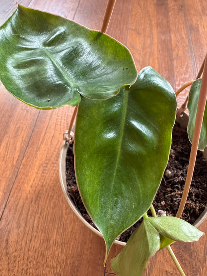 philodendron burle marx in 5 inch hanging basket with elongated green leaves