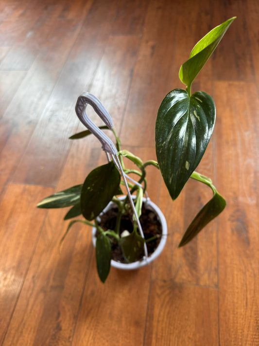 monstera standleyana albo in 5 inch hanging basket with green and white variegated leaves