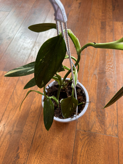 monstera standleyana albo in 5 inch hanging basket with green and white variegated leaves