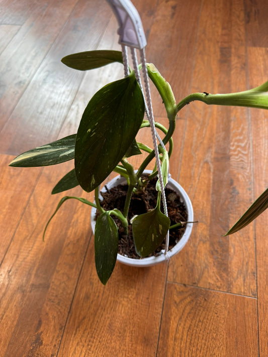 monstera standleyana albo in 5 inch hanging basket with green and white variegated leaves