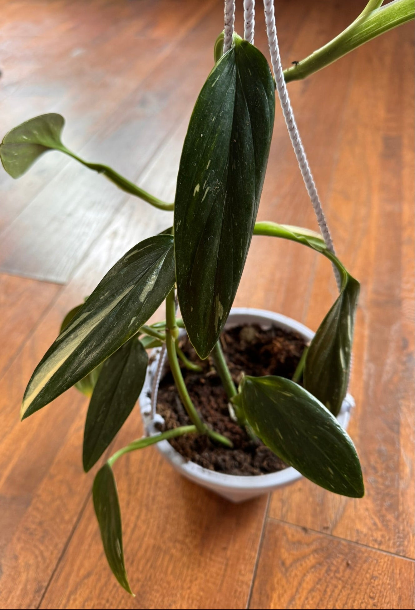 monstera standleyana albo in 5 inch hanging basket with green and white variegated leaves