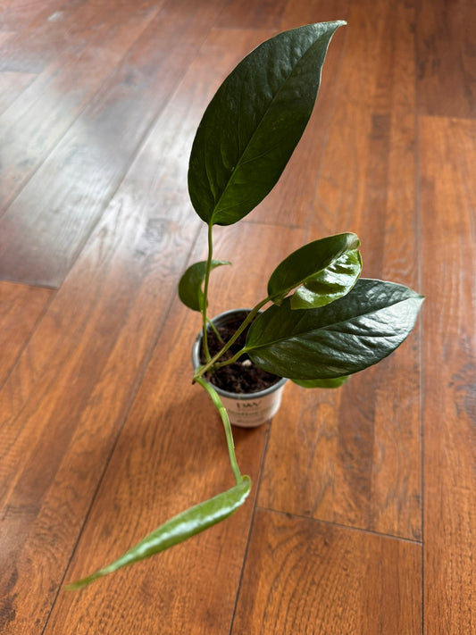 epipremnum albo in 4 inch pot with green leaves variegated in white
