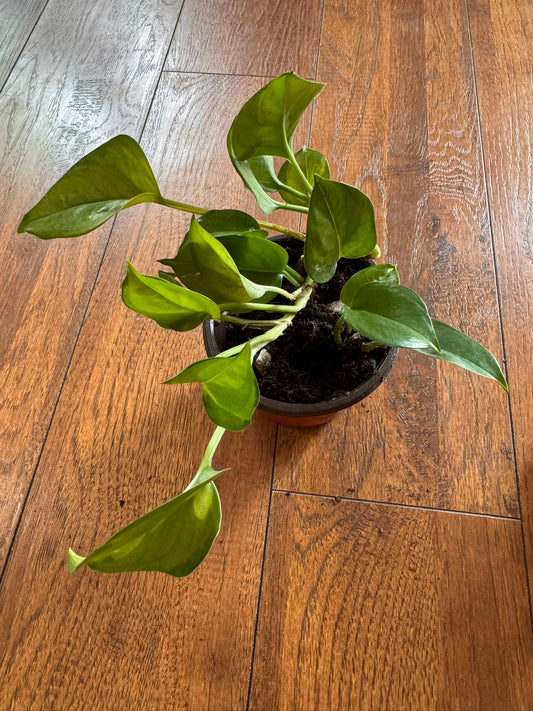 global green pothos in 4 inch pot with green on green variegated leaves