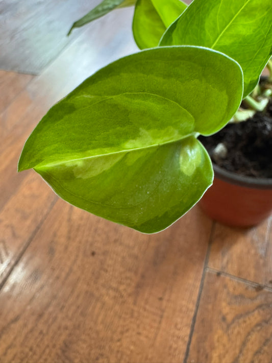 global green pothos in 4 inch pot with green on green variegated leaves