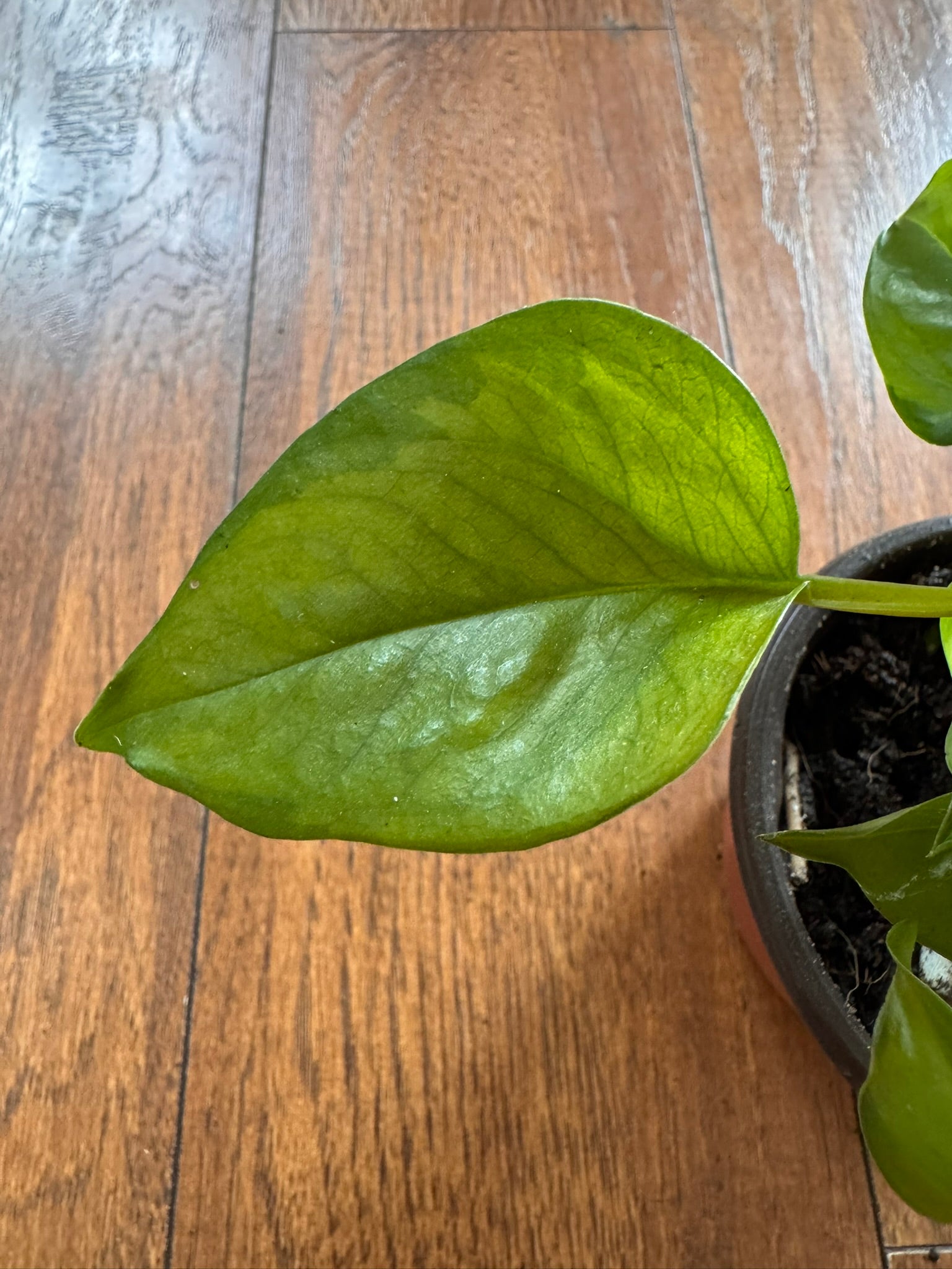 global green pothos in 4 inch pot with green on green variegated leaves
