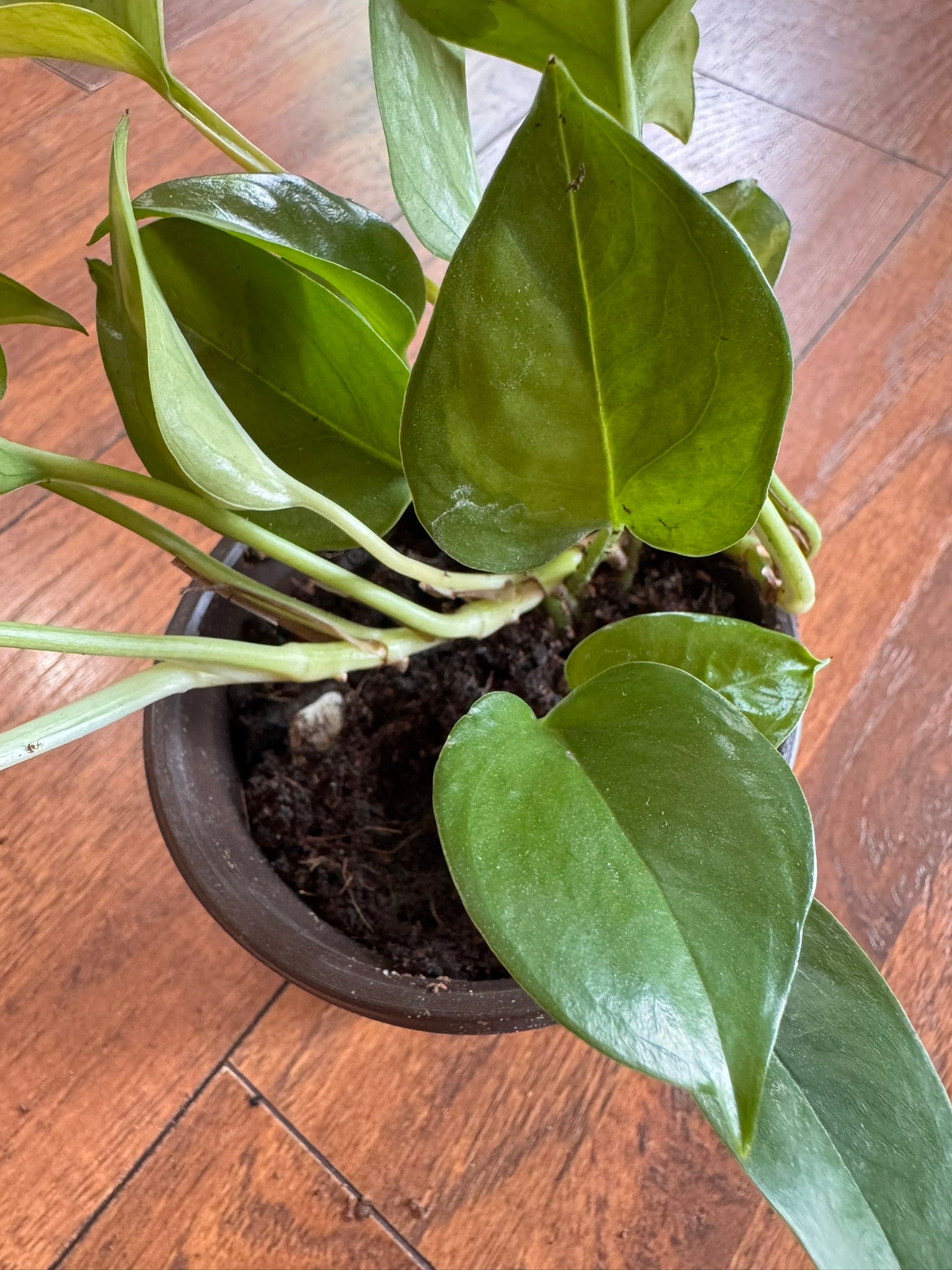 global green pothos in 4 inch pot with green on green variegated leaves