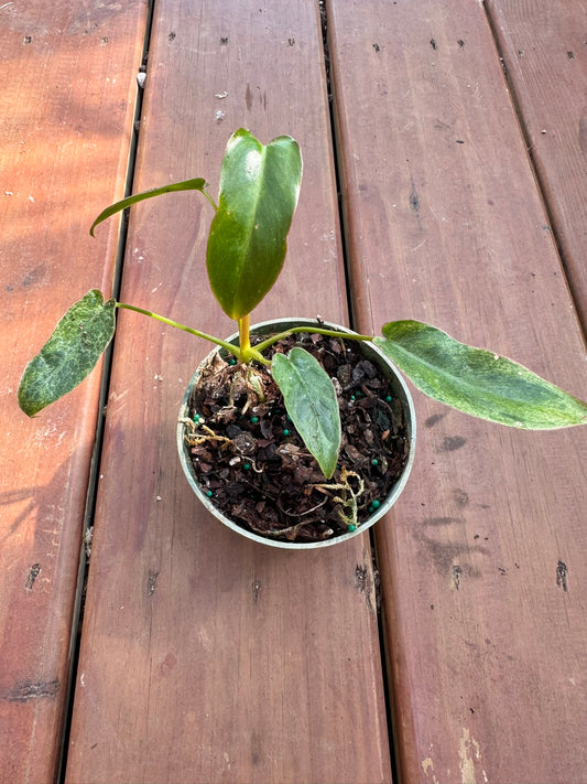 philodendron paraiso verde in 4 inch pot with mottled light and dark green leaves