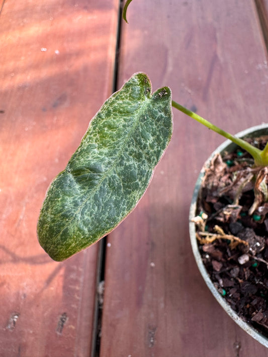 philodendron paraiso verde in 4 inch pot with mottled light and dark green leaves