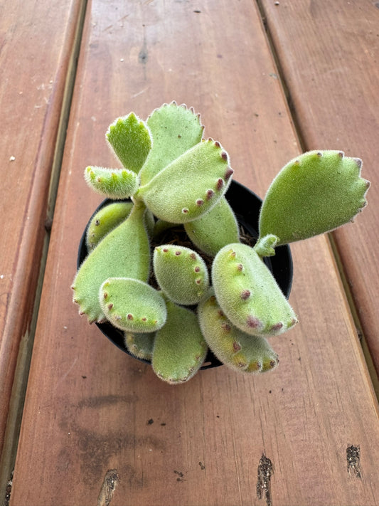 bear paw succulent in 3 inch pot with fuzzy green paw shaped leaves