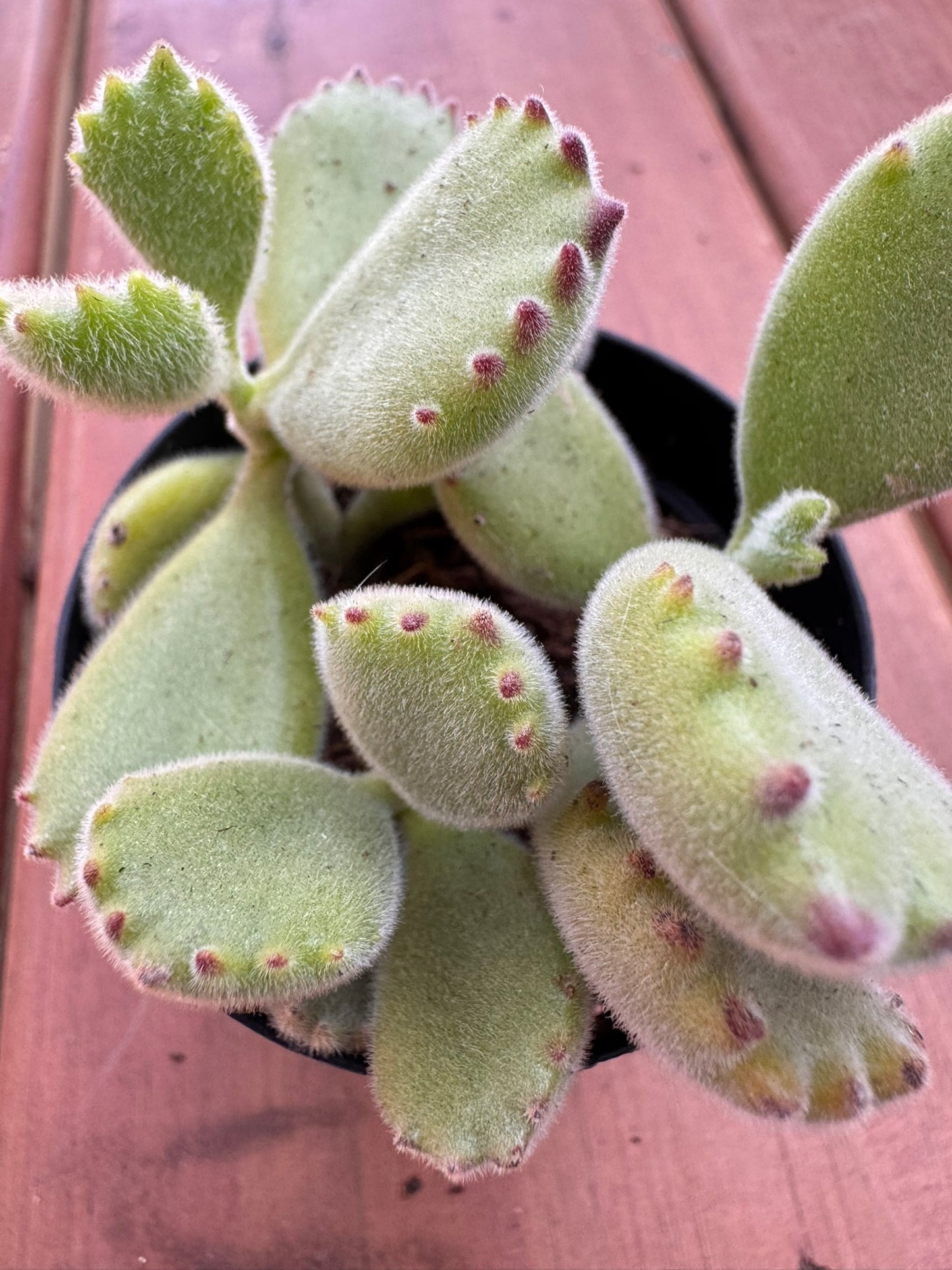 bear paw succulent in 3 inch pot with fuzzy green paw shaped leaves