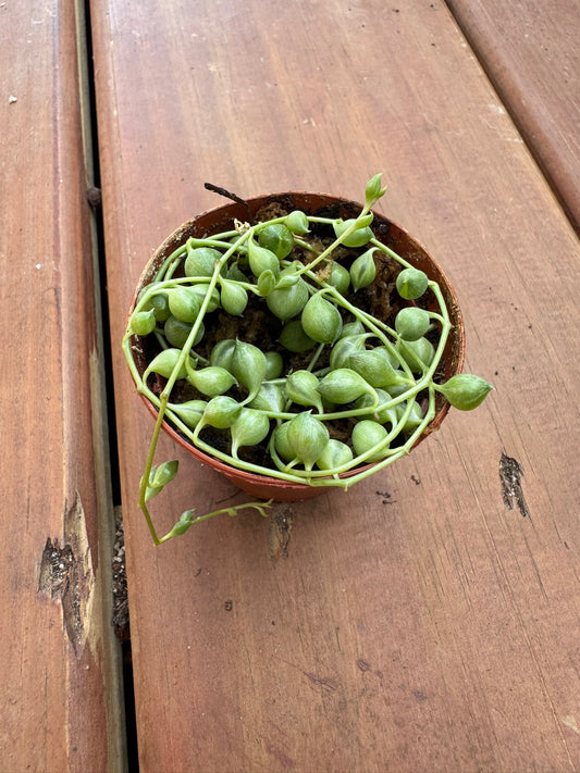 variegated string of pearls in 2 inch pot with green and cream bead like trailing leaves