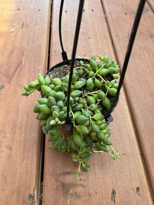 string of tears in 4 inch hanging basket with trailing succulent vines