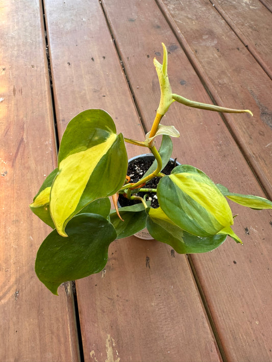 philodendron brasil in 4 inch pot with green and lime variegated heart shaped leaves