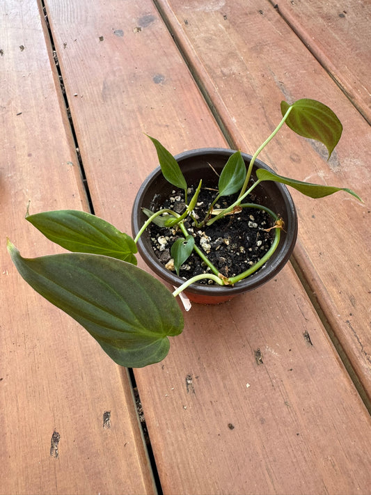 philodendron micans in 4 inch pot with velvety heart shaped green leaves