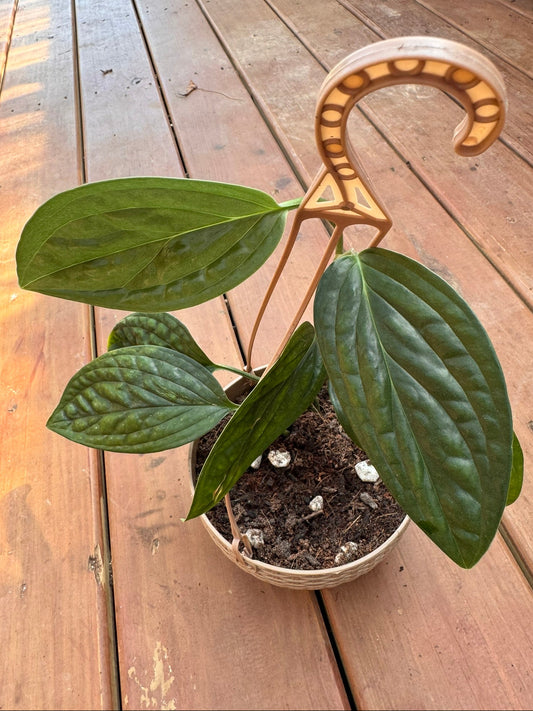 monstera peru in 5 inch hanging basket with textured green trailing leaves