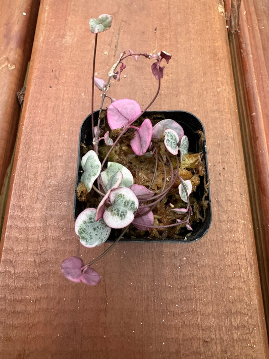 variegated string of hearts in 2 inch pot with pink and cream trailing heart shaped leaves