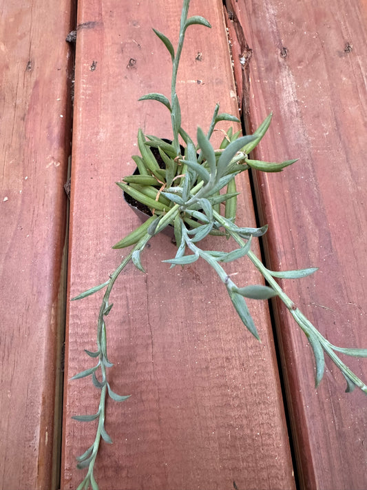 string of fish hooks in 2 inch pot with trailing succulent vines and curved leaves